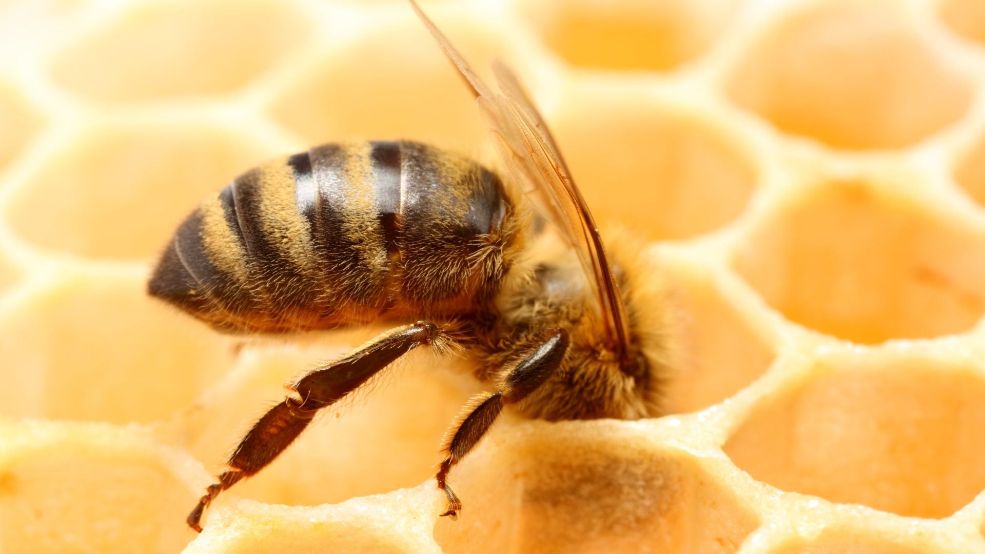 The Versatile and Sustainable Benefits of Beeswax: From Honeycomb to Hockey Sticks